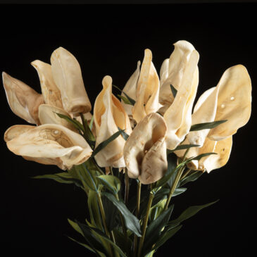 Kevin Tracy – Cognitive Dissonance