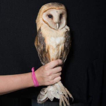 New Works: New Photographs from Doug Dertinger, Nicole Jean Hill, and David Woody