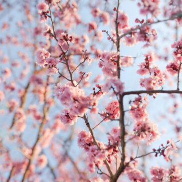 Content-Aware – Nick Shepard