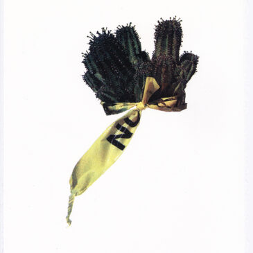 Warning, Watch, Advisory –  Summer Ventis