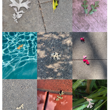 [Placeholder: Rhizome]