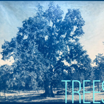 Trees by Joanne Tepper Saffren